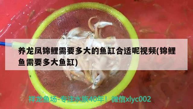 養(yǎng)龍鳳錦鯉需要多大的魚缸合適呢視頻(錦鯉魚需要多大魚缸) 一眉道人魚苗