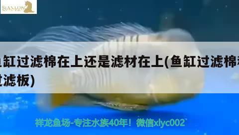 魚缸過濾棉在上還是濾材在上(魚缸過濾棉和過濾板) 過背金龍魚