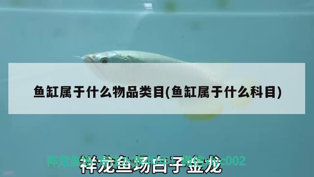 魚缸屬于什么物品類目(魚缸屬于什么科目) 帝王三間魚 第2張