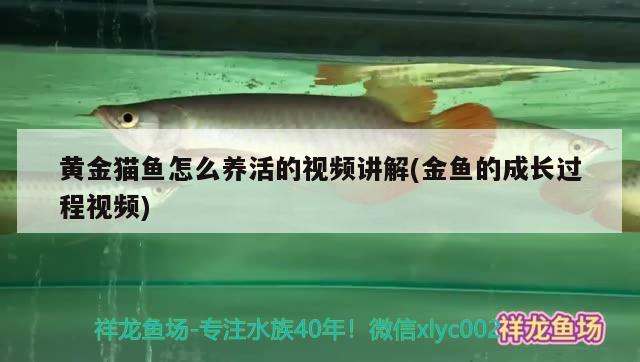 養(yǎng)鯉魚魚缸水渾濁怎么辦呢視頻(魚缸里的水渾濁怎么辦視頻) 白子關(guān)刀魚