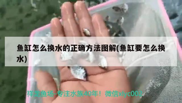 魚缸怎么換水的正確方法圖解(魚缸要怎么換水)