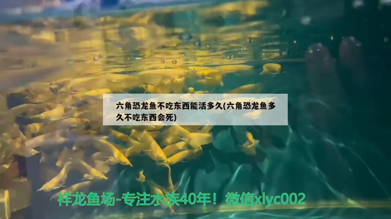 六角恐龍魚(yú)不吃東西能活多久(六角恐龍魚(yú)多久不吃東西會(huì)死)