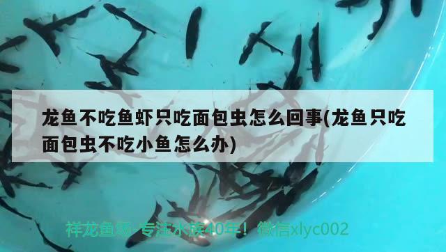 龍魚不吃魚蝦只吃面包蟲怎么回事(龍魚只吃面包蟲不吃小魚怎么辦)