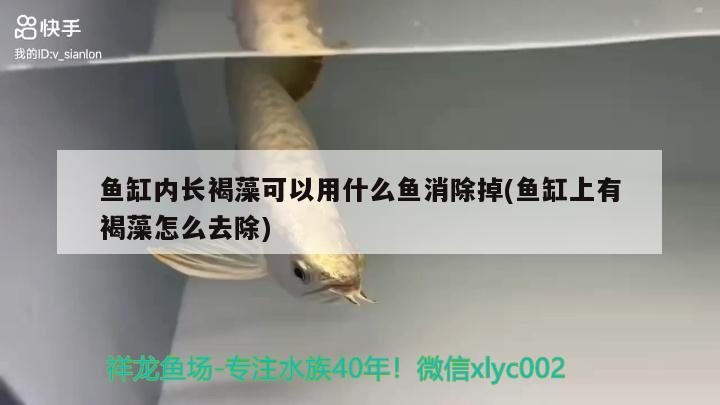 魚缸內(nèi)長褐藻可以用什么魚消除掉(魚缸上有褐藻怎么去除) 水族雜談