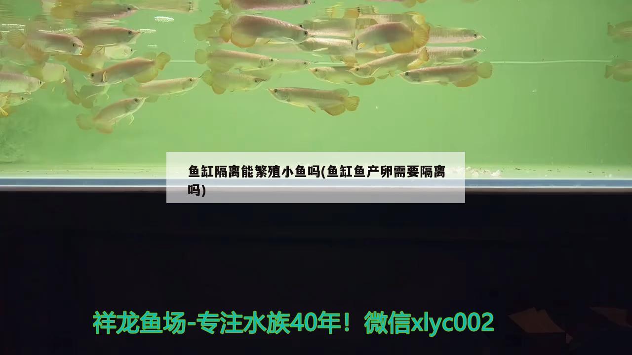 魚(yú)缸隔離能繁殖小魚(yú)嗎(魚(yú)缸魚(yú)產(chǎn)卵需要隔離嗎) 虎斑恐龍魚(yú)