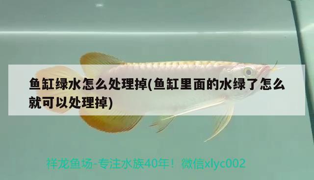 魚缸綠水怎么處理掉(魚缸里面的水綠了怎么就可以處理掉) 斑馬狗頭魚