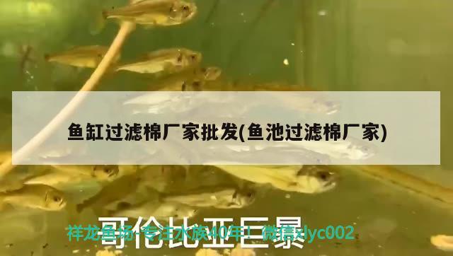 魚缸過(guò)濾棉廠家批發(fā)(魚池過(guò)濾棉廠家) 祥龍藍(lán)珀金龍魚