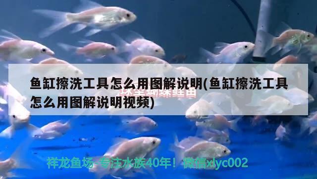 魚缸擦洗工具怎么用圖解說明(魚缸擦洗工具怎么用圖解說明視頻) 養(yǎng)魚的好處