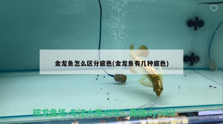 金龍魚怎么區(qū)分底色(金龍魚有幾種底色) 斑馬鴨嘴魚苗