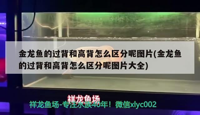 金龍魚的過背和高背怎么區(qū)分呢圖片(金龍魚的過背和高背怎么區(qū)分呢圖片大全) 除藻劑