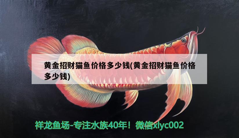 黃金招財(cái)貓魚價格多少錢(黃金招財(cái)貓魚價格多少錢) 黃金招財(cái)貓魚