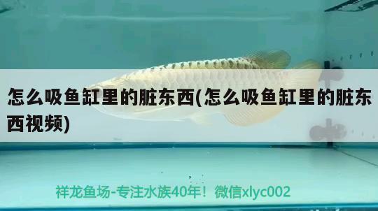 怎么吸魚缸里的臟東西(怎么吸魚缸里的臟東西視頻)