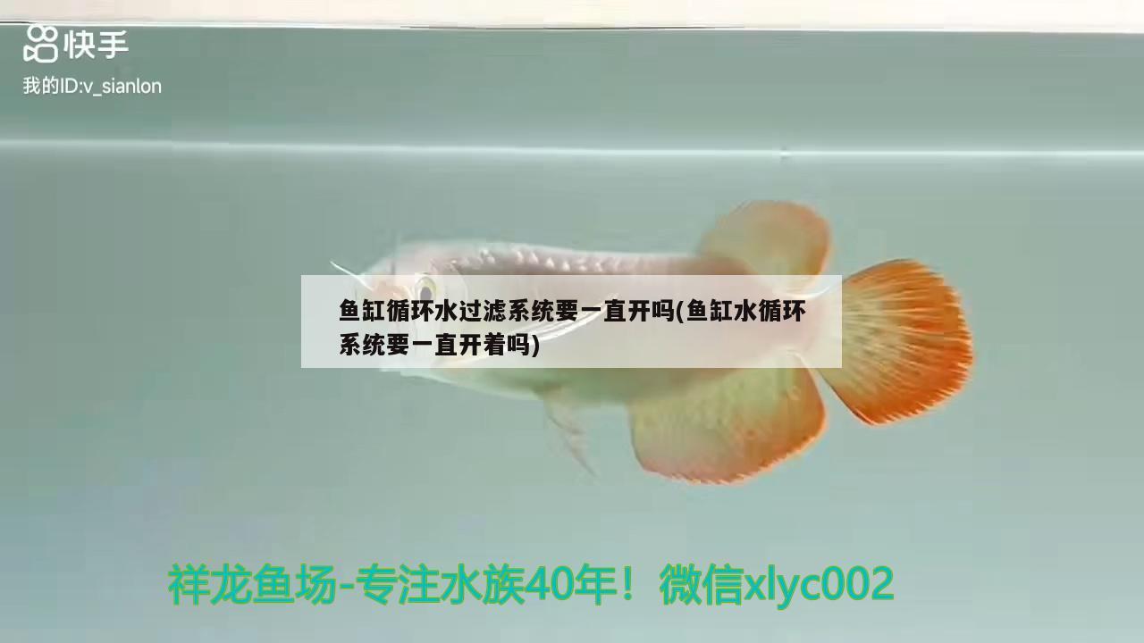 魚缸循環(huán)水過濾系統(tǒng)要一直開嗎(魚缸水循環(huán)系統(tǒng)要一直開著嗎)