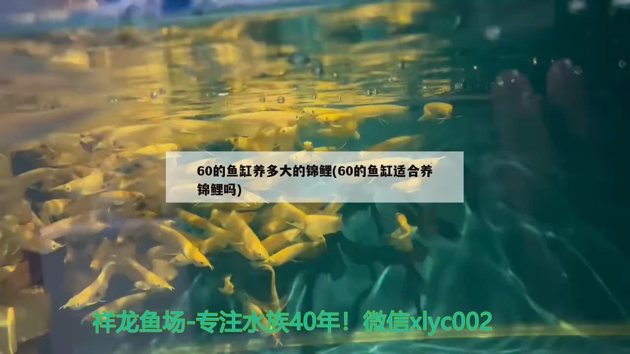 60的魚缸養(yǎng)多大的錦鯉(60的魚缸適合養(yǎng)錦鯉嗎) 泰龐海鰱魚