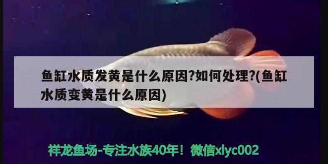 魚缸水質(zhì)發(fā)黃是什么原因?如何處理?(魚缸水質(zhì)變黃是什么原因)