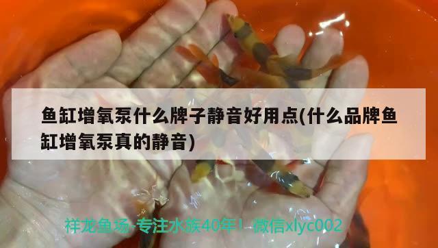 六角恐龍魚喜歡安靜嗎（六角恐龍魚喜歡深水還是淺水） 白子關刀魚苗 第2張