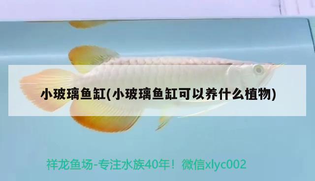 小玻璃魚缸(小玻璃魚缸可以養(yǎng)什么植物) 黑白雙星魚