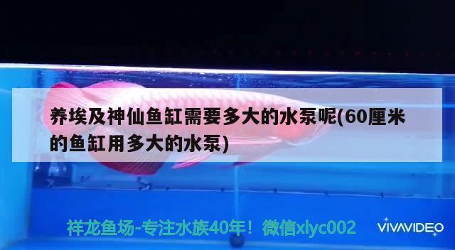 養(yǎng)埃及神仙魚缸需要多大的水泵呢(60厘米的魚缸用多大的水泵) 埃及神仙魚