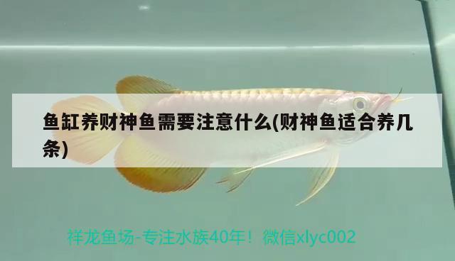 魚缸養(yǎng)財(cái)神魚需要注意什么(財(cái)神魚適合養(yǎng)幾條) 申古銀版魚