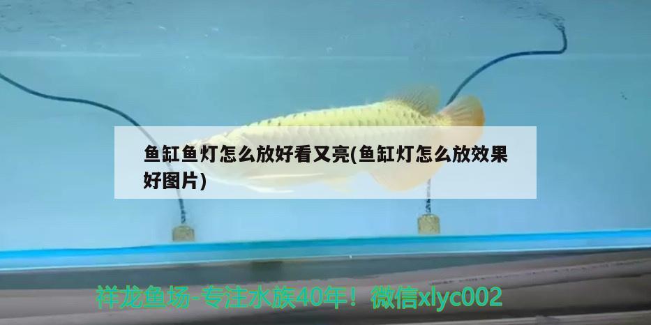 魚缸魚燈怎么放好看又亮(魚缸燈怎么放效果好圖片) 鐵甲武士