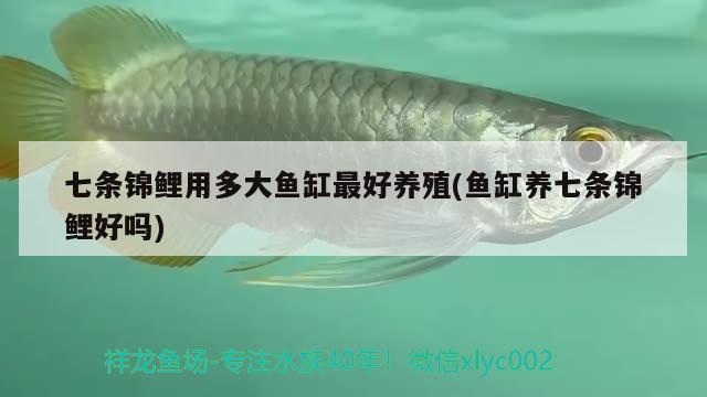 七條錦鯉用多大魚缸最好養(yǎng)殖(魚缸養(yǎng)七條錦鯉好嗎) 成吉思汗鯊（球鯊）魚 第2張