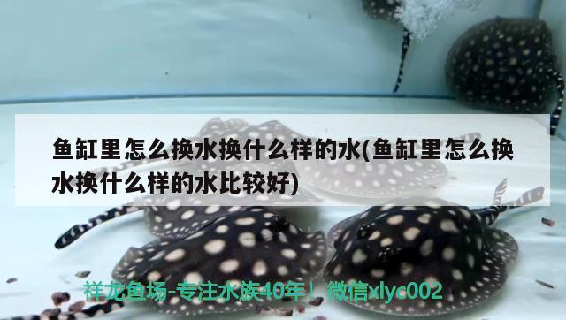 魚缸里怎么換水換什么樣的水(魚缸里怎么換水換什么樣的水比較好) 財(cái)神鸚鵡魚