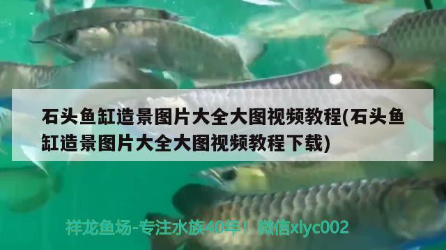 金龍魚和雷龍魚的區(qū)別圖片（ 金龍魚和雷龍魚可以混養(yǎng)嗎）