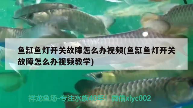 魚缸魚燈開關(guān)故障怎么辦視頻(魚缸魚燈開關(guān)故障怎么辦視頻教學(xué)) 黑桃A魚苗