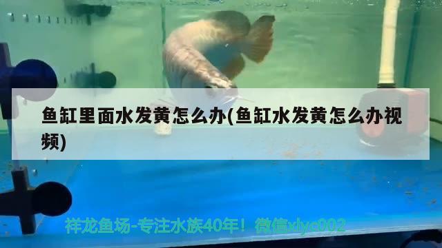 魚缸里面水發(fā)黃怎么辦(魚缸水發(fā)黃怎么辦視頻)