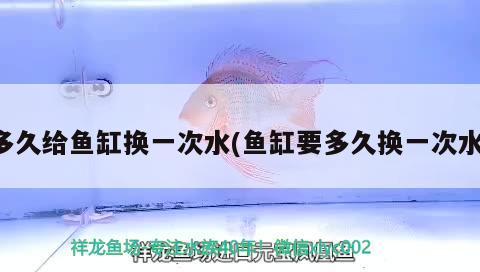 多久給魚缸換一次水(魚缸要多久換一次水) 蝴蝶鯉魚苗