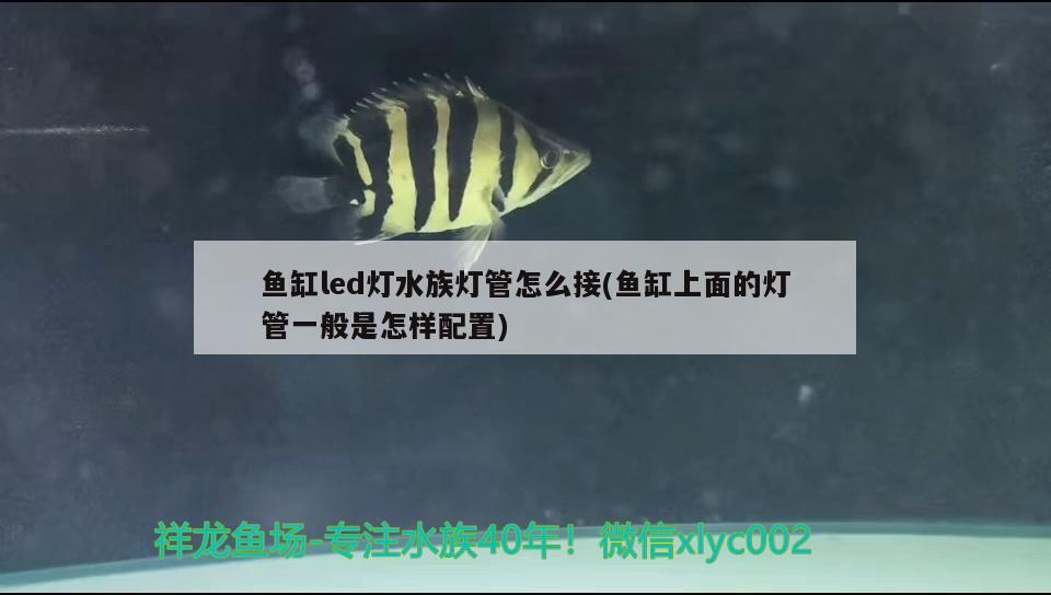 魚缸led燈水族燈管怎么接(魚缸上面的燈管一般是怎樣配置)