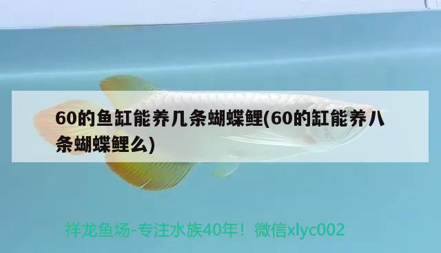 60的魚缸能養(yǎng)幾條蝴蝶鯉(60的缸能養(yǎng)八條蝴蝶鯉么) 蝴蝶鯉