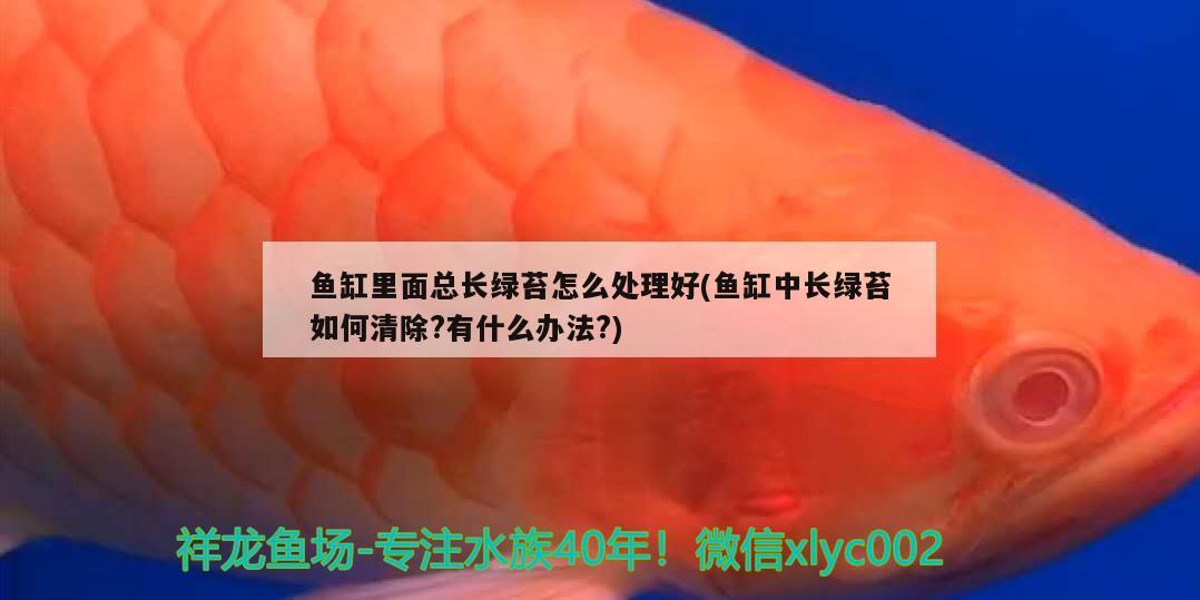 魚缸里面總長綠苔怎么處理好(魚缸中長綠苔如何清除?有什么辦法?)