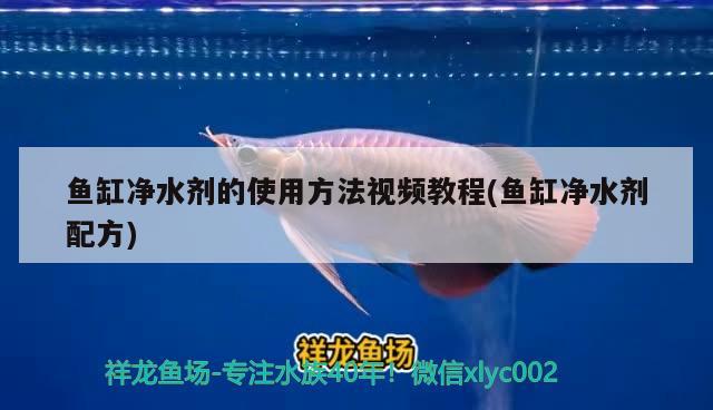 魚(yú)缸凈水劑的使用方法視頻教程(魚(yú)缸凈水劑配方) 玫瑰銀版魚(yú) 第4張