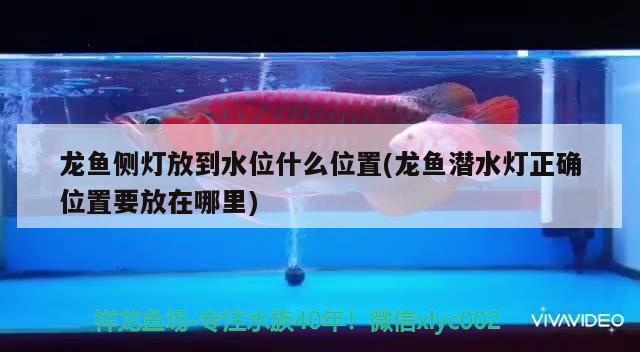 龍魚(yú)側(cè)燈放到水位什么位置(龍魚(yú)潛水燈正確位置要放在哪里) 白玉紅龍魚(yú)