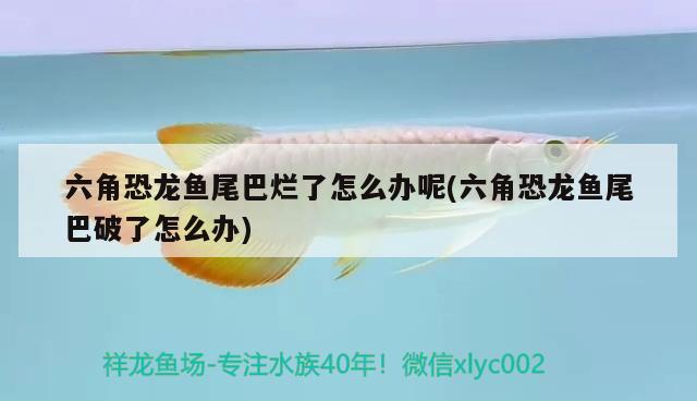 繼續(xù)看魚 觀賞魚論壇 第2張