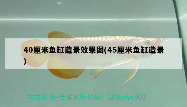 40厘米魚缸造景效果圖(45厘米魚缸造景)