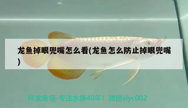 印尼虎魚怎么飼養(yǎng)？