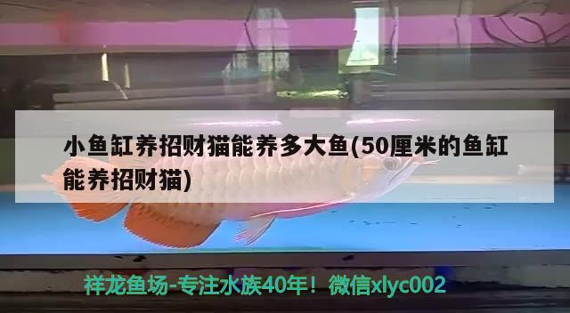 小魚缸養(yǎng)招財(cái)貓能養(yǎng)多大魚(50厘米的魚缸能養(yǎng)招財(cái)貓) 斑馬鴨嘴魚苗