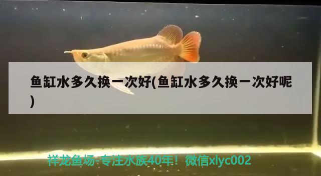 魚缸水多久換一次好(魚缸水多久換一次好呢)