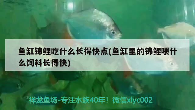 魚缸錦鯉吃什么長得快點(魚缸里的錦鯉喂什么飼料長得快) 觀賞魚市場