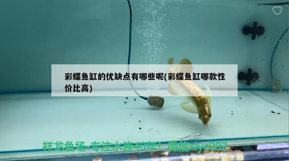 彩蝶魚缸的優(yōu)缺點有哪些呢(彩蝶魚缸哪款性價比高)