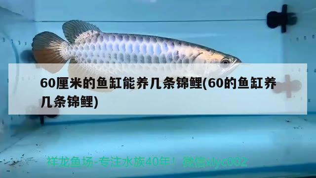 60厘米的魚(yú)缸能養(yǎng)幾條錦鯉(60的魚(yú)缸養(yǎng)幾條錦鯉)