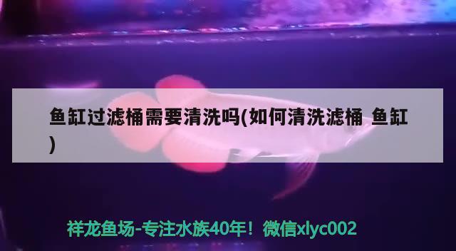 魚(yú)缸過(guò)濾桶需要清洗嗎(如何清洗濾桶魚(yú)缸) 元寶鳳凰魚(yú)專用魚(yú)糧 第3張