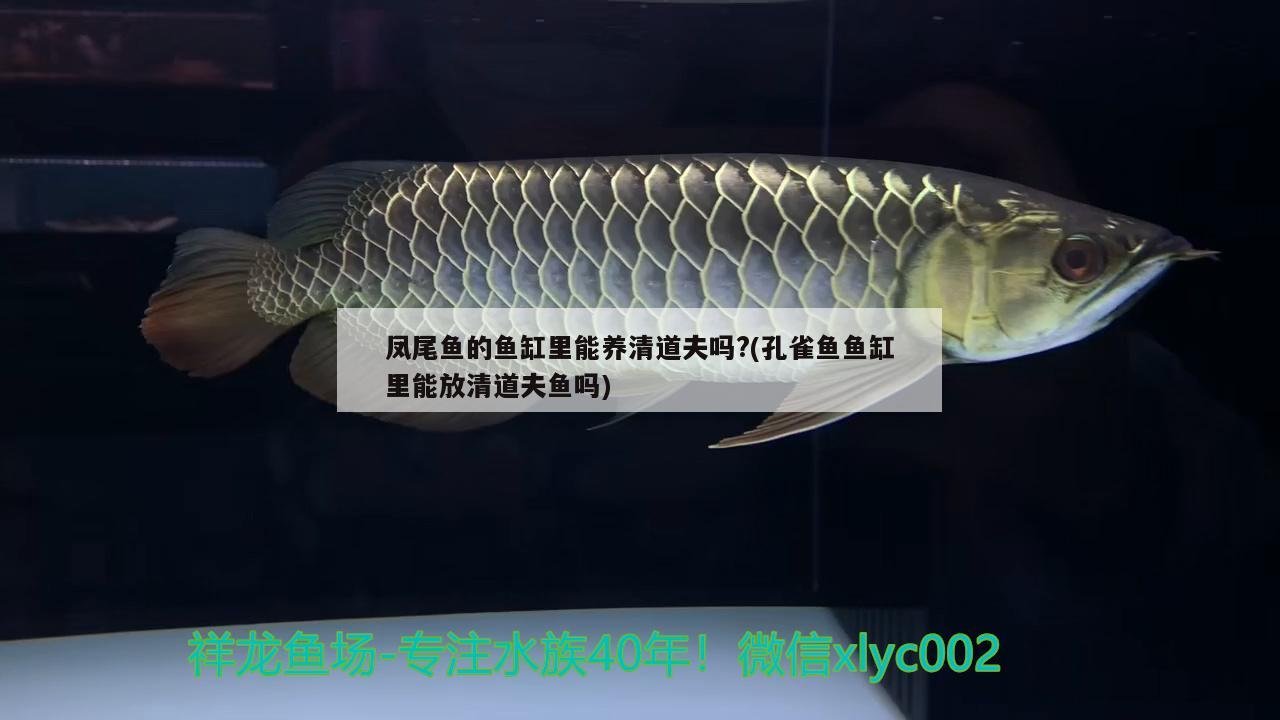 羅漢魚放什么底沙，羅漢魚底沙用什么比較好