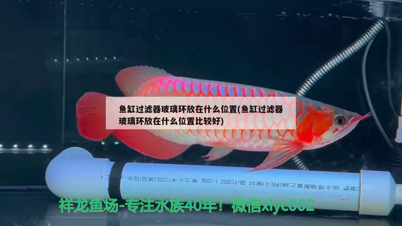 魚缸過濾器玻璃環(huán)放在什么位置(魚缸過濾器玻璃環(huán)放在什么位置比較好) 赤焰中國虎魚