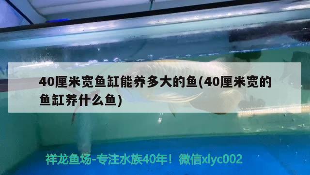 40厘米寬魚缸能養(yǎng)多大的魚(40厘米寬的魚缸養(yǎng)什么魚)