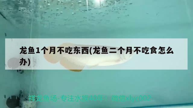 龍魚1個月不吃東西(龍魚二個月不吃食怎么辦) 魚缸等水族設備