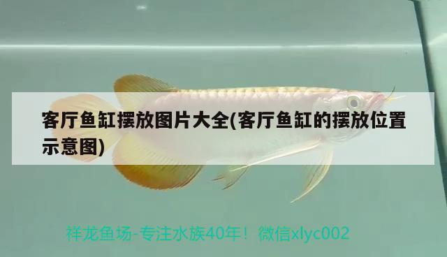 魚(yú)缸過(guò)濾怎么安裝圖解圖片(魚(yú)缸過(guò)濾網(wǎng)怎么安裝圖解)