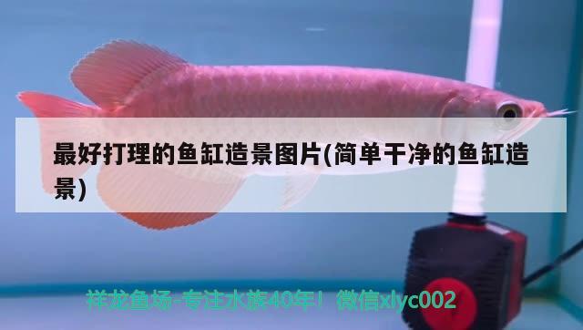 古典龍魚跟藍底龍魚的區(qū)別是什么圖片(古典龍魚跟藍底龍魚的區(qū)別是什么圖片) 南美異型魚 第1張